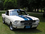 66 White Shelby
